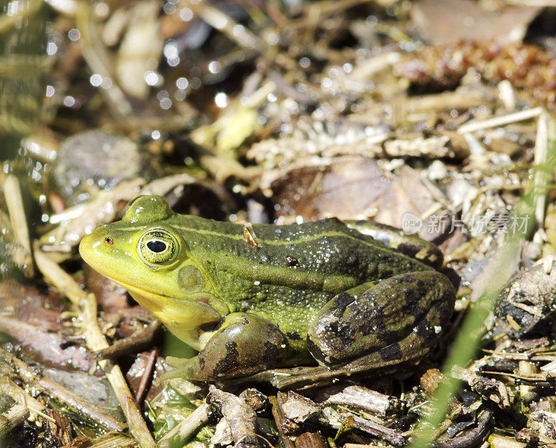 绿色可食用蛙(Rana esculenta synkl.)